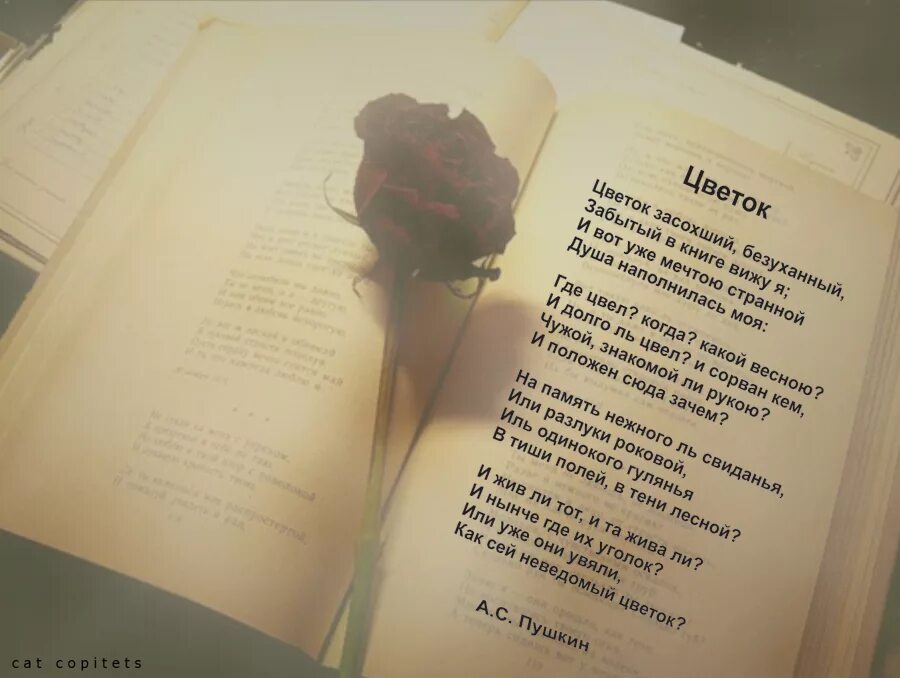 Из какой книги строки