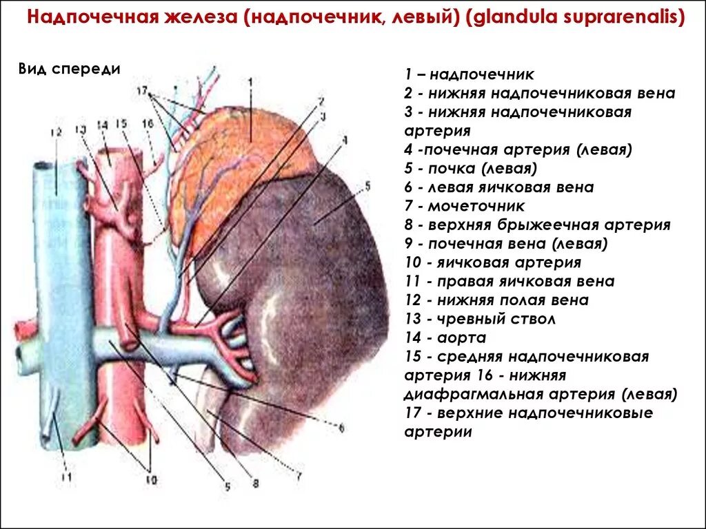 Вена артерия мочеточник. Левый надпочечник вид спереди. Надпочечники железа анатомия. Кровоснабжение надпочечников схема. Топографическая анатомия почки иннервация.