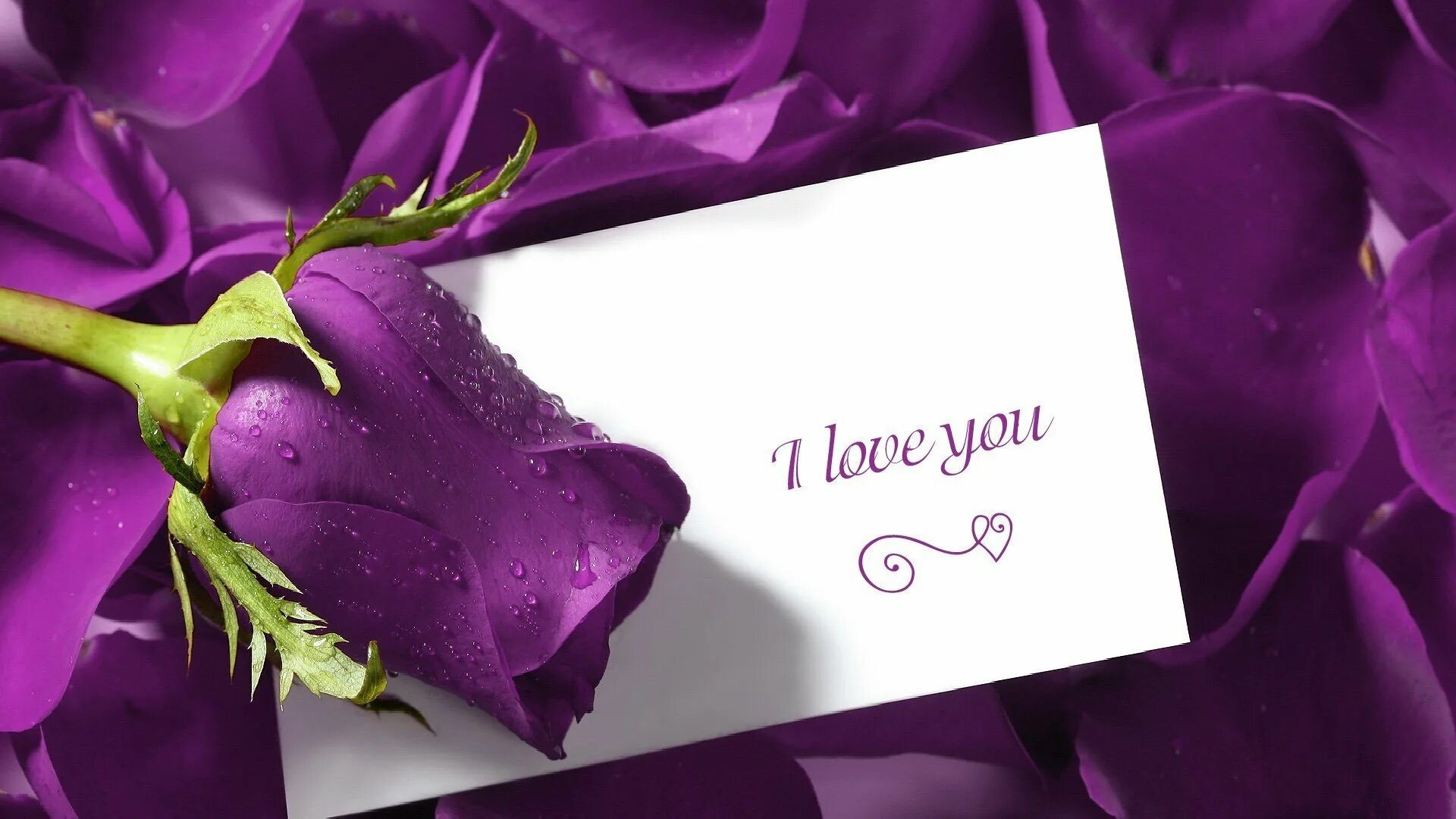 Открытки с цветами. Фиолетовые цветы. С днем рождения фиолетовые цветы. Цветы для любимой девушки.