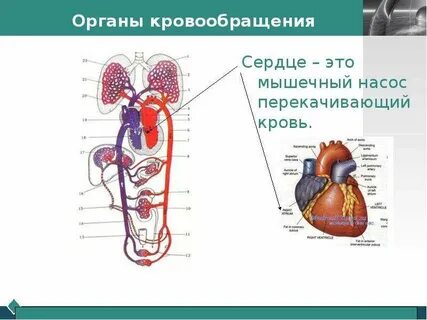 Кровотоки 3