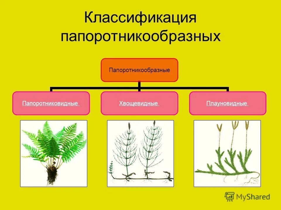презентация папоротникообразные 7 класс. плауновидные (lycopodiophyta). ароморфозы папоротникообразных. функции корневища папоротника. презентация папоротникообразные 7 класс.