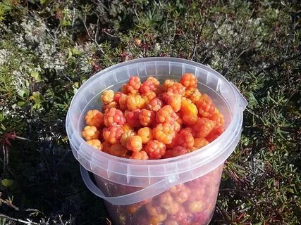 Морошка созревание