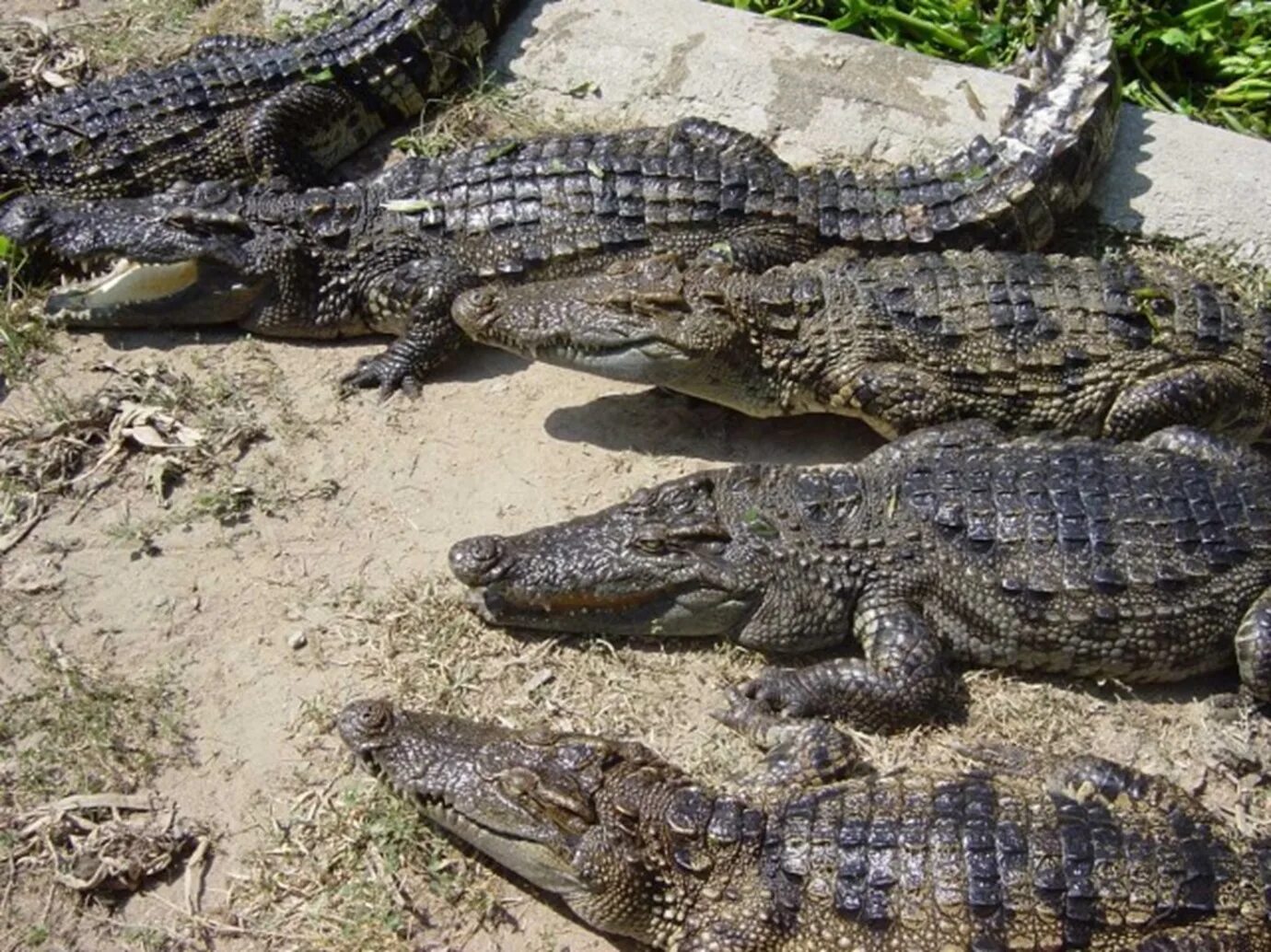 Нильский крокодил относится к пресмыкающимся. Нильский крокодил детеныш. Гребнистый крокодил Детеныши. Сундарбан\ крокодилы. Крюгер национальные парки крокодил.