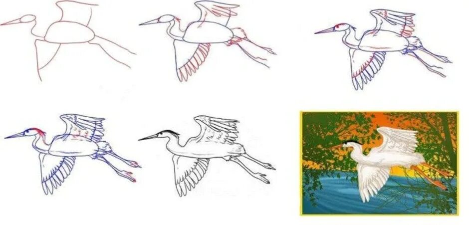 Журавль рисунок. Поэтапное рисование журавля для детей. Журавли для рисования. Журавль рисунок карандашом. Нарисовать журавля поэтапно для детей