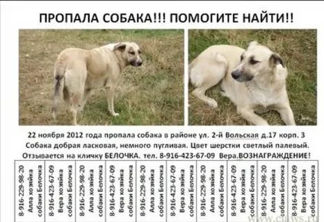 Сколько собачья жизнь