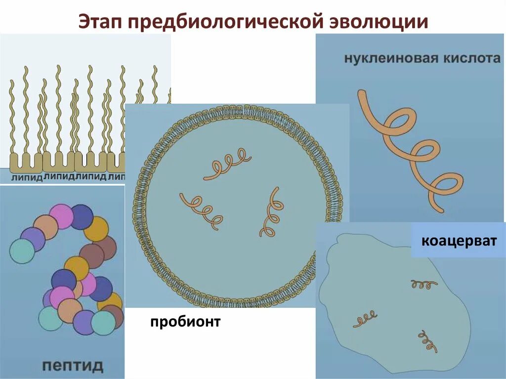 Этап предбиологической эволюции. Предбиологический этап эволюции. Этапы развития жизни химическая Эволюция Предбиологическая Эволюция. Основные этапы предбиологической эволюции. Этапы химической предбиологической биологической эволюции.