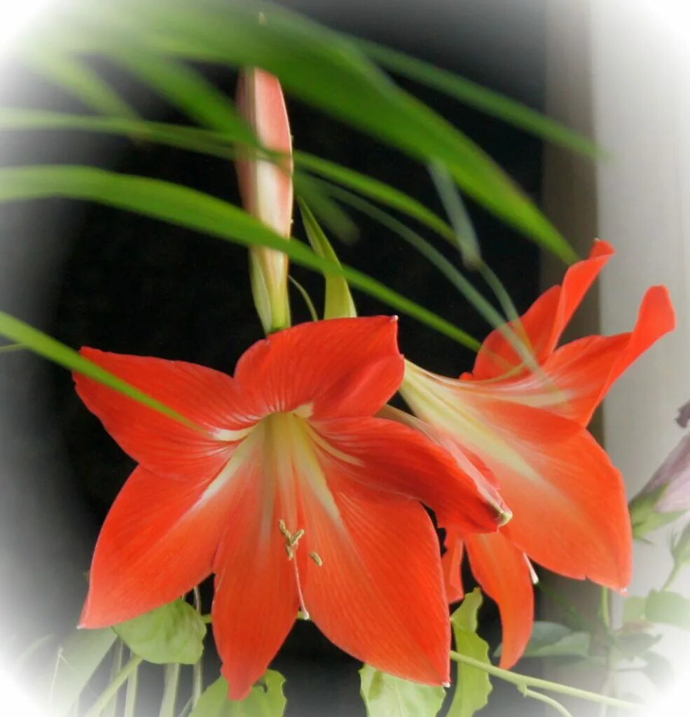 Листья похожее на лилию. Лилия гиппеаструм. Гиппеаструм амариллис оранжевый. Лилия гиппеаструм цветок. Комнатные цветы гиппеаструм оранжевый.