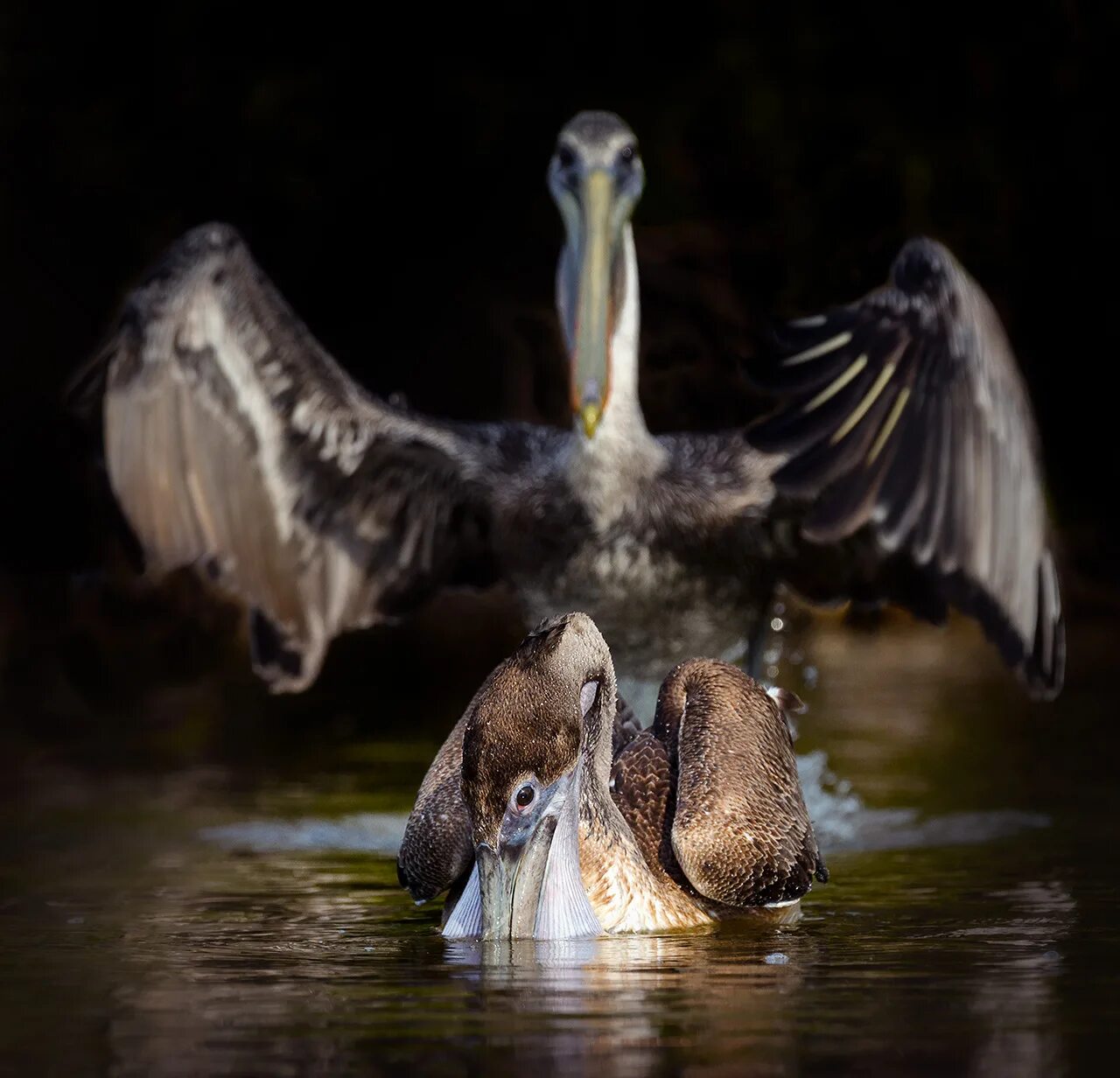 Wildlife photos. Финалисты comedy Wildlife Photography Awards. Конкурса comedy Wildlife Photography Awards. Фотоконкурс comedy Wildlife Photography Awards 2020. Премия комедийной фотографии дикой природы.