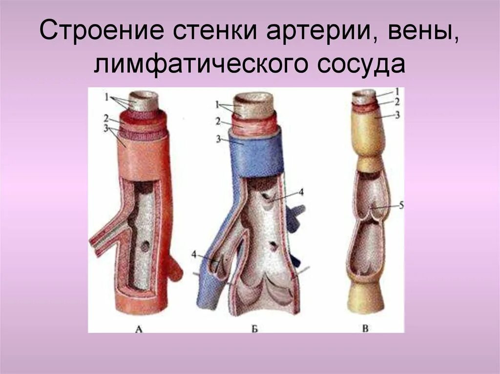 Строение вены рисунок