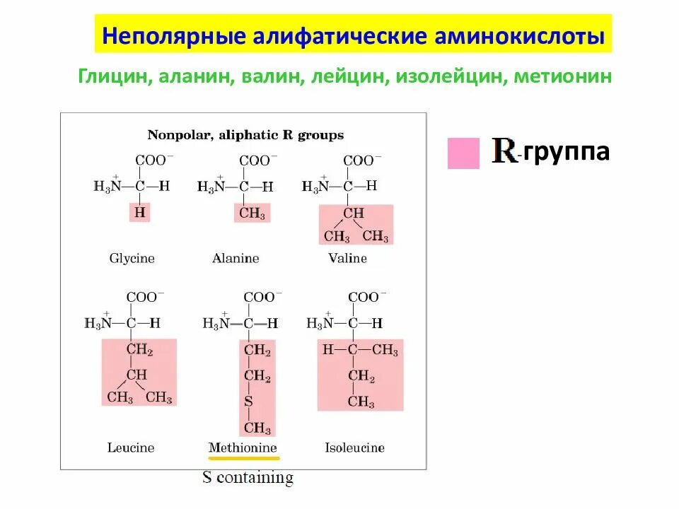 Кислотно основные аминокислоты. Алифатические замещенные аминокислоты. Неполярные алифатические группы аминокислот. Неполярные аланин Валин лейцин. Аланин Валин лейцин изолейцин.