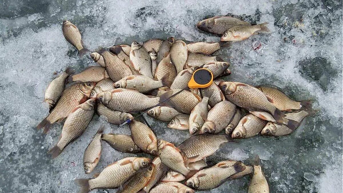 Ловить много рыбы. Рыбалка зимой. Ловля карася зимой. Зимняя рыбалка на карася. Карас.химои.