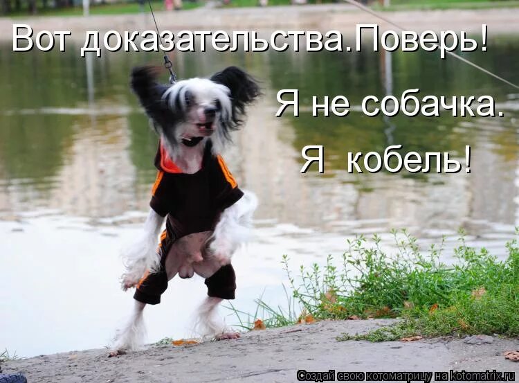 я зову собаку. я зову собаку. куплю себе собаку назову ее хорошо. как звали собаку денжи. проект мой любимый собака.