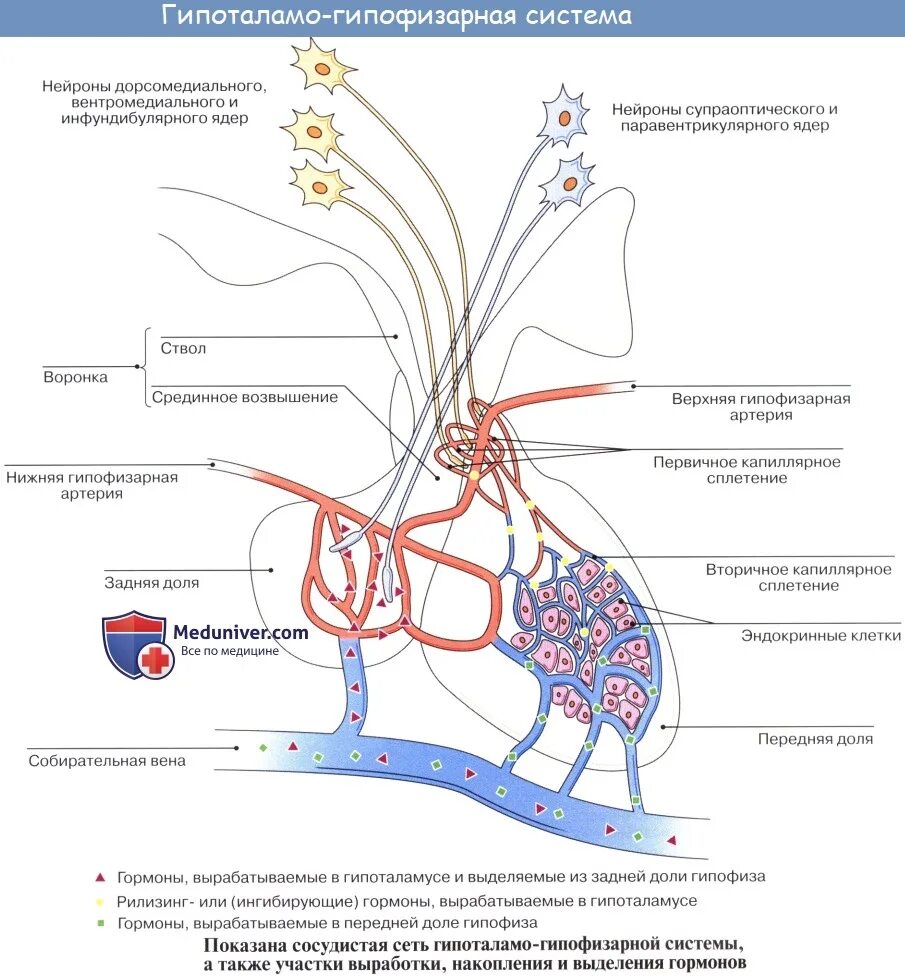 Гипофиз кровеносная система. Схема кровоснабжения гипофиза и гипоталамуса. Кровоснабжение гипоталамуса схема. Кровоснабжение гипофиза схема. Портальная система кровообращения гипофиза.