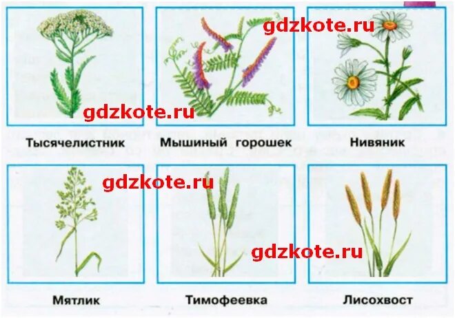 Определите растения луга изображенные в приложении вырежите. Задания луговые травы и цветы. запишите названия растений луга. проверь знаешь ли ты луговые растения. тысячелистник мышиный горошек нивяник мятлик тимофеевка лисохвост.