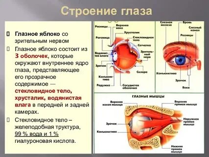 Оболочки глаза органы чувств
