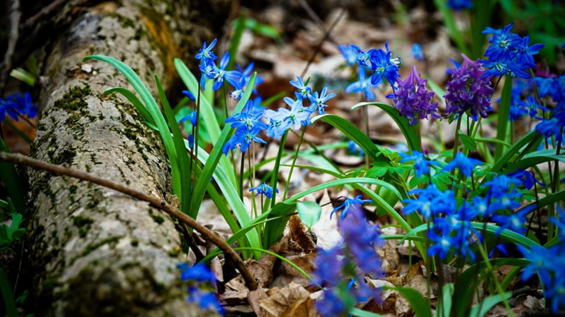 Синие ранние цветы название. Лесные первоцветы пролеска. Пролеска Тубергена. Подмосковная голубая пролеска. Примула синяя Лесная.