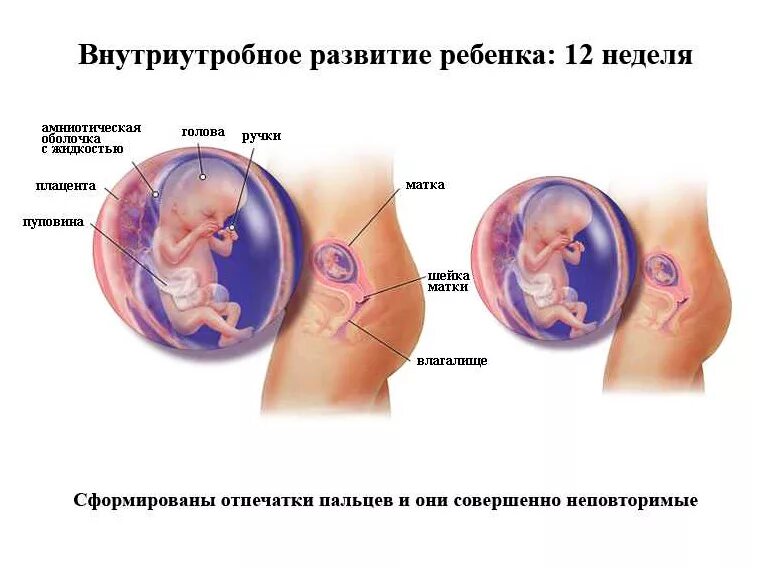 12 недель и 6 дней. Плод на 12 неделе беременности. 12 Недель беременности размер чего ребенок. Эмбрион на 12 неделе беременности. 12 Недель беременности развитие плода.