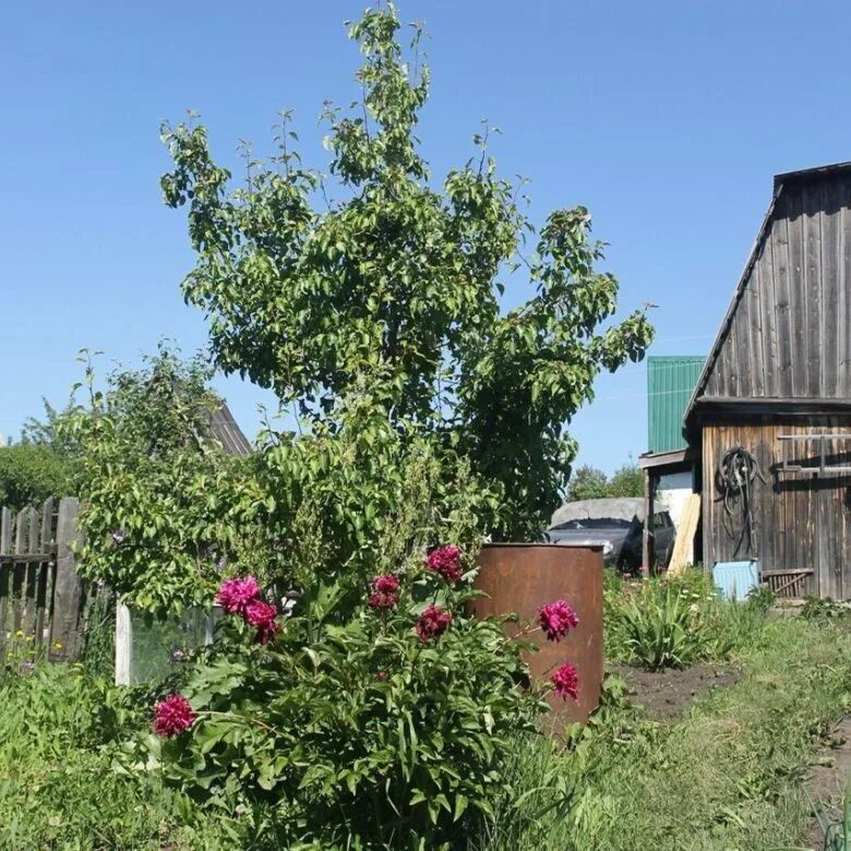 Свежие объявления городок. Садоводство Обь 2 Барнаул. Объявления по продаже садовых участков в садоводстве Обь. Продажа садов на станции Скляр. Костромской район деревня Клобушнево сады продажа дач в садоводстве.