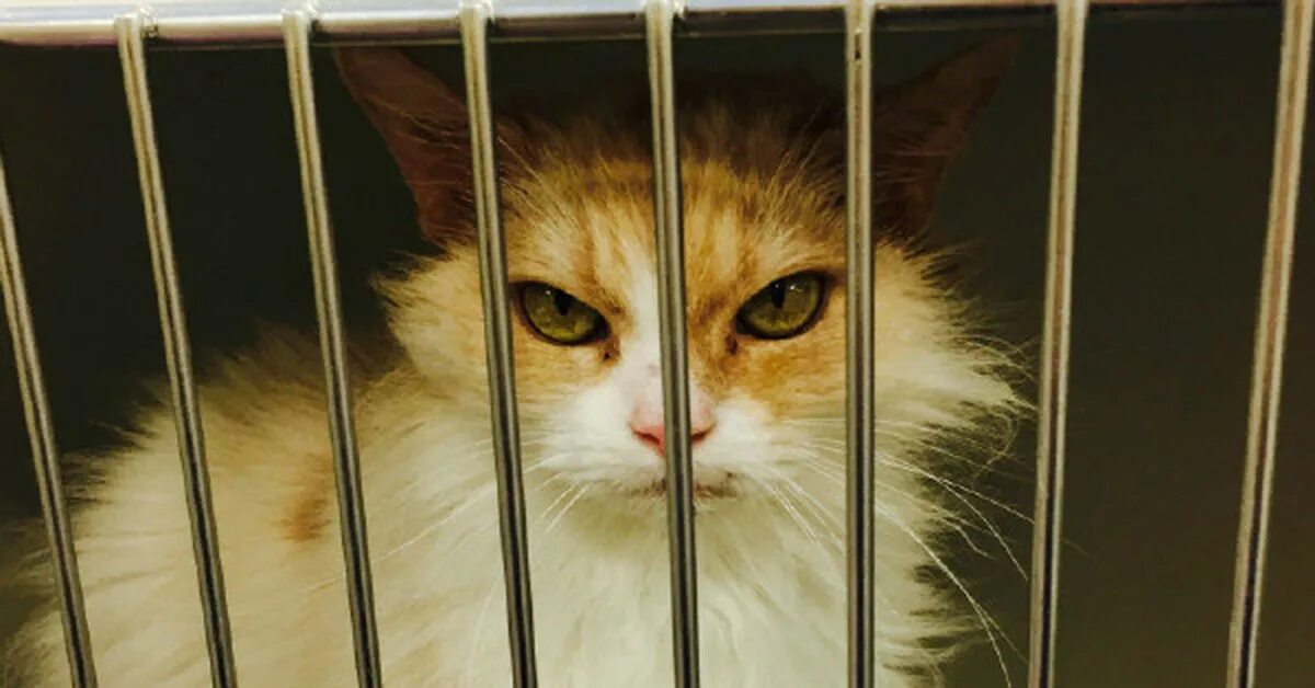Получить кота