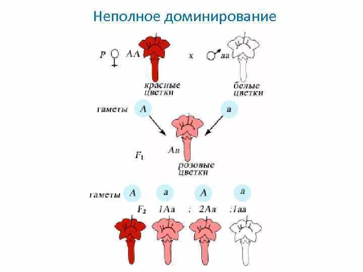 Неполное доминирование. Неполное доминирование примеры. Пример не полнгого Домини рования. Неполное доминирование это в генетике. Генотип волнистых волос