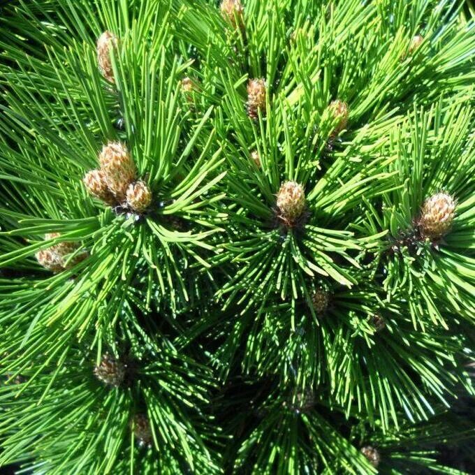 Pinus heldreichii. Сосна гельдрейха малинки. pinus heldreichii (сосна гельдрейха) &#039;satellit&#039;. сосна pinus leucodermis. сосна гельдрейха белокорая.