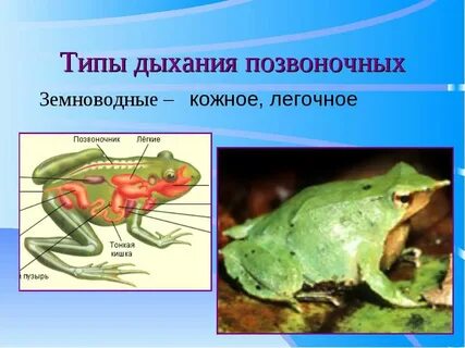 С помощью чего дышат земноводные