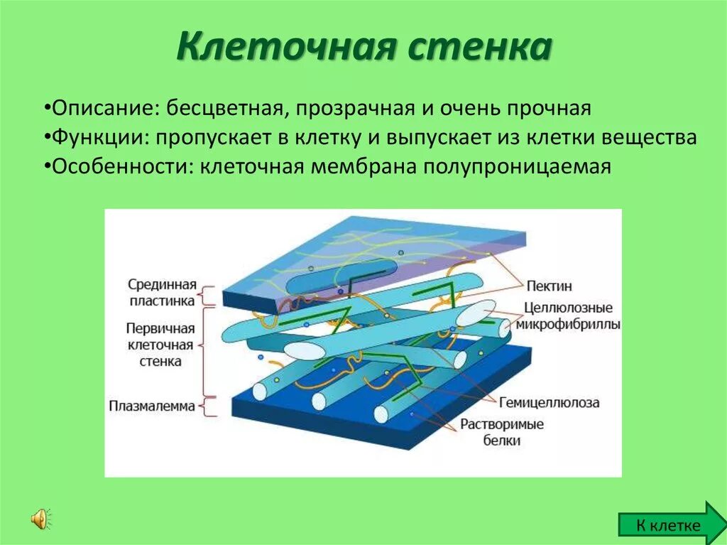 Клеточная стенка строение