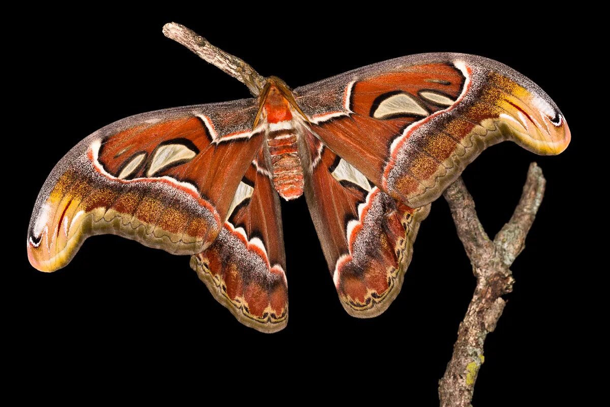 Павлиноглазка атлас. Бабочка павлиноглазка атлас. павлиноглазка атлас attacus atlas. attacus atlas бабочка. павлиноглазка атлас мотылек.