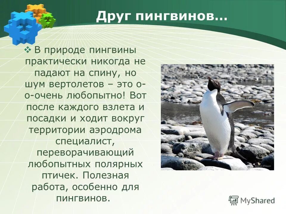 Отряд пингвины. Пингвинообразные значение в природе и жизни человека. Роль пингвинов в природе. Значение пингвинов в природе