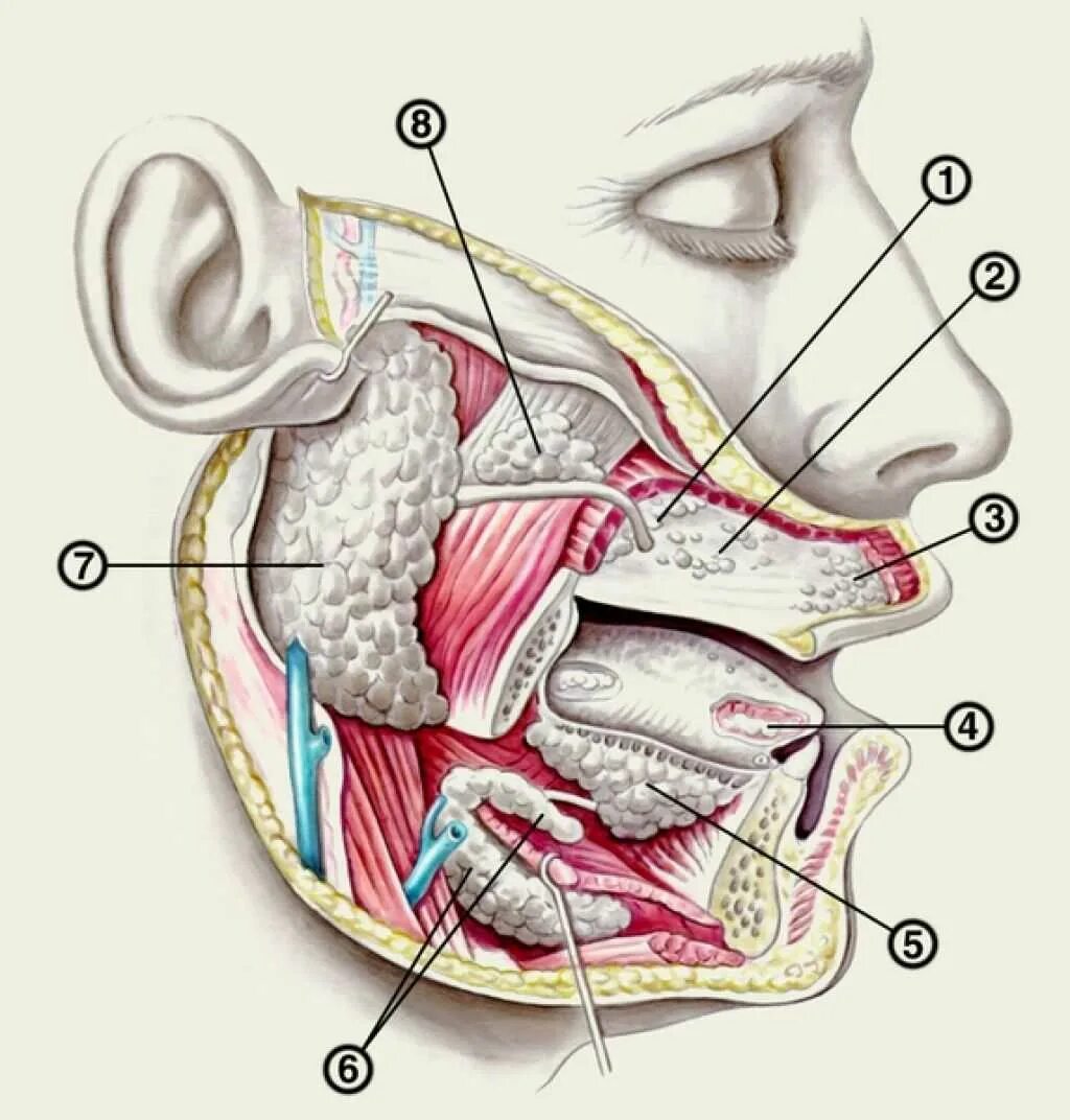 Проток околоушной железы анатомия. Поднижнечелюстная слюнная железа анатомия. Слюнные железы расположение анатомия. Расположение слюнных желез у человека анатомия. Околоушная железа где