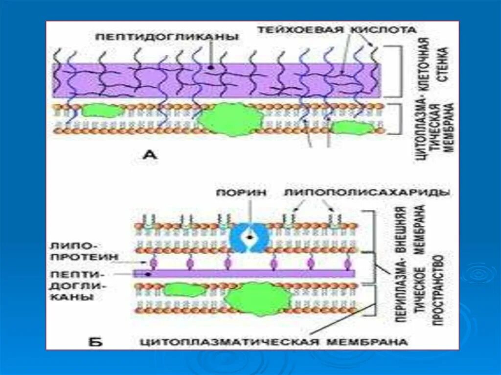 Строение мембраны бактерий. Строение клеточной мембраны бактерий. Впячивание плазматической мембраны у бактерий. Структура мембраны грамотрицательных бактерий. Клеточная стенка и мембрана бактерий