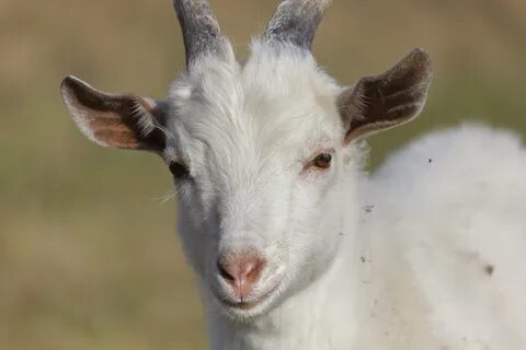 Козий рог