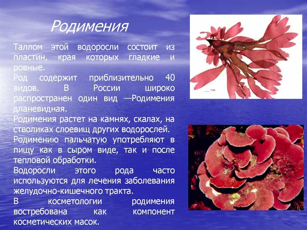 Красные водоросли родимения. Родимения водоросль доклад. Родимения водоросль строение. Rhodymenia palmata.