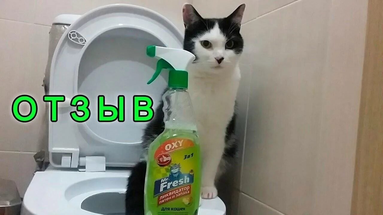 Кошка гадит везде. Отучить кота гадить. Как отучить котёнка гадить. Кот пишет. Отучить кошку гадить в неположенном месте.