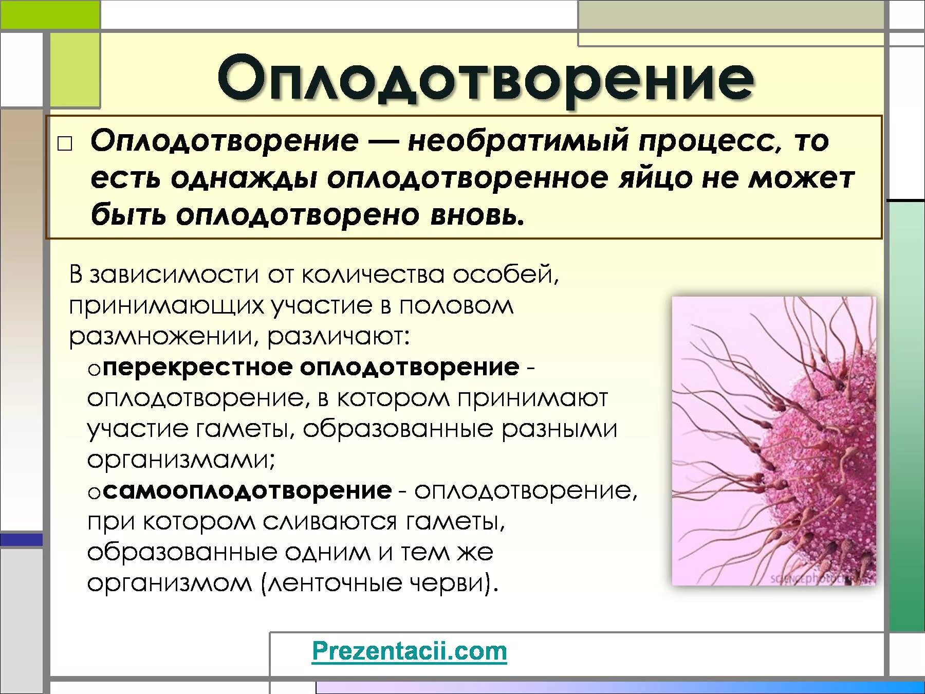 Процесс оплодотворения у человека