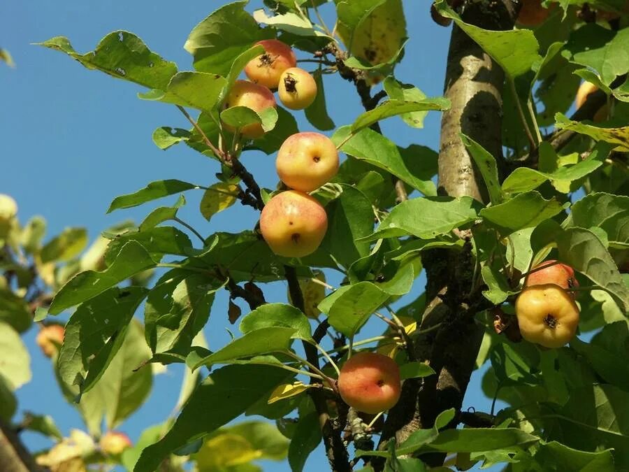 Яблоки дикая яблоня. Яблоня Лесная Malus Sylvestris. Яблоня Лесная (Дикая) (Malus Sylvestris). Яблоня Лесная (дичок). Яблоня дичка.