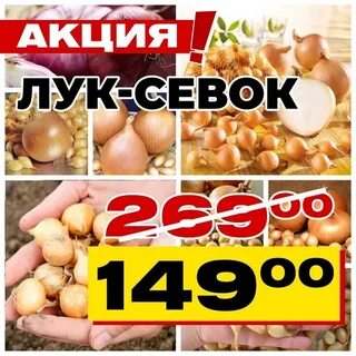 Акции лук