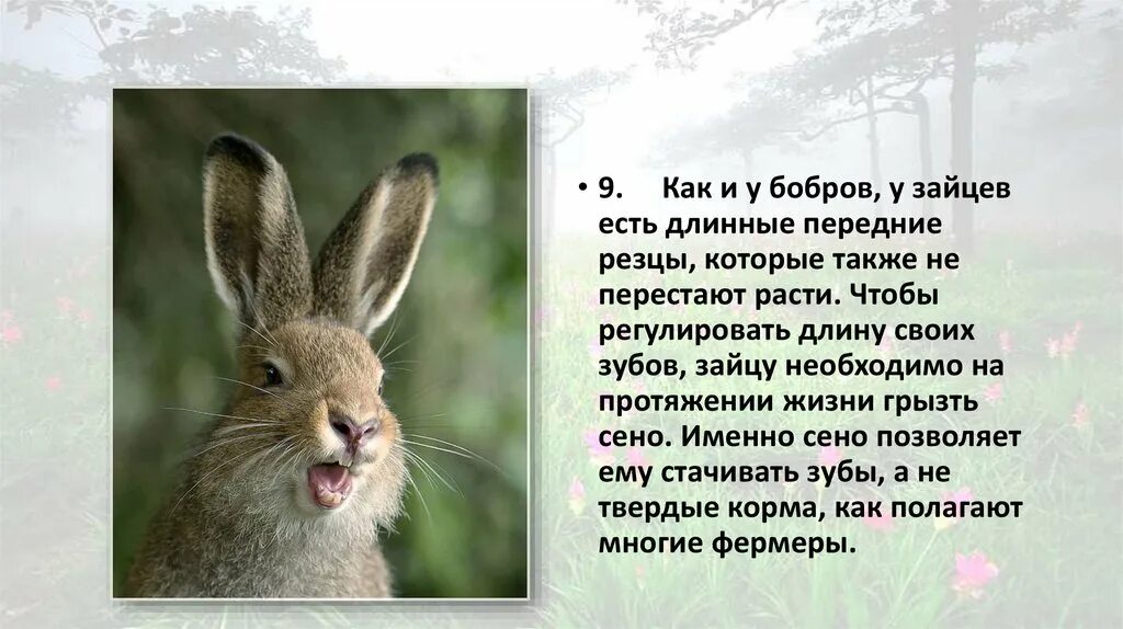 Интересное о зайцах. Заяц. Интересные факты о зайчиках. Интересные факты о зайцах. Интересные факты о зайцах.