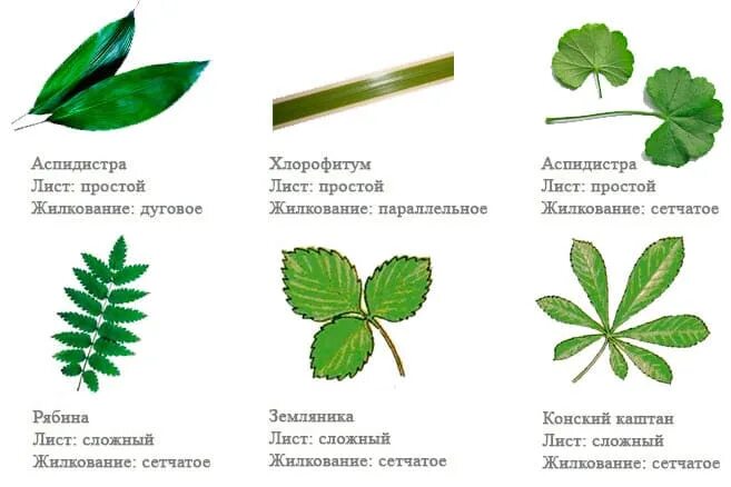 Какое жилкование листьев у земляники. Строение листа тип жилкования. Форма листовой пластинки у земляники. Клевер листья тройчатосложные растение. Жилкование листа земляники.