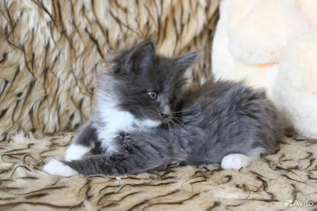 Авито котята воронежская. Турецкий ван. Воронеж котята в добрые руки сибирский абориген. Воронеж котенок. Авито кошки воронеж.