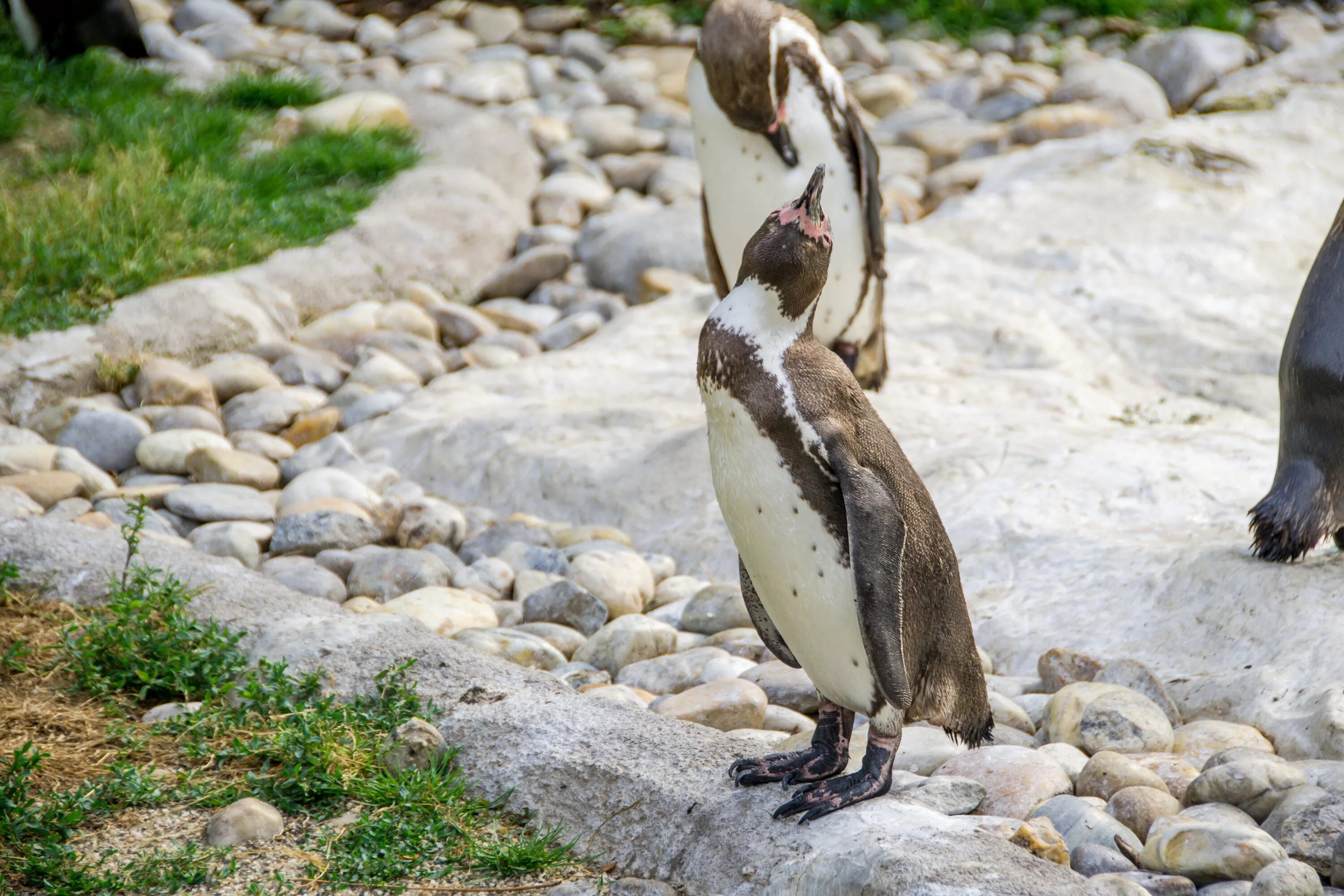 Пингвины в зоопарке. Каменный Пингвин. Пеликан Пингвин. Пингвины в дикой природе