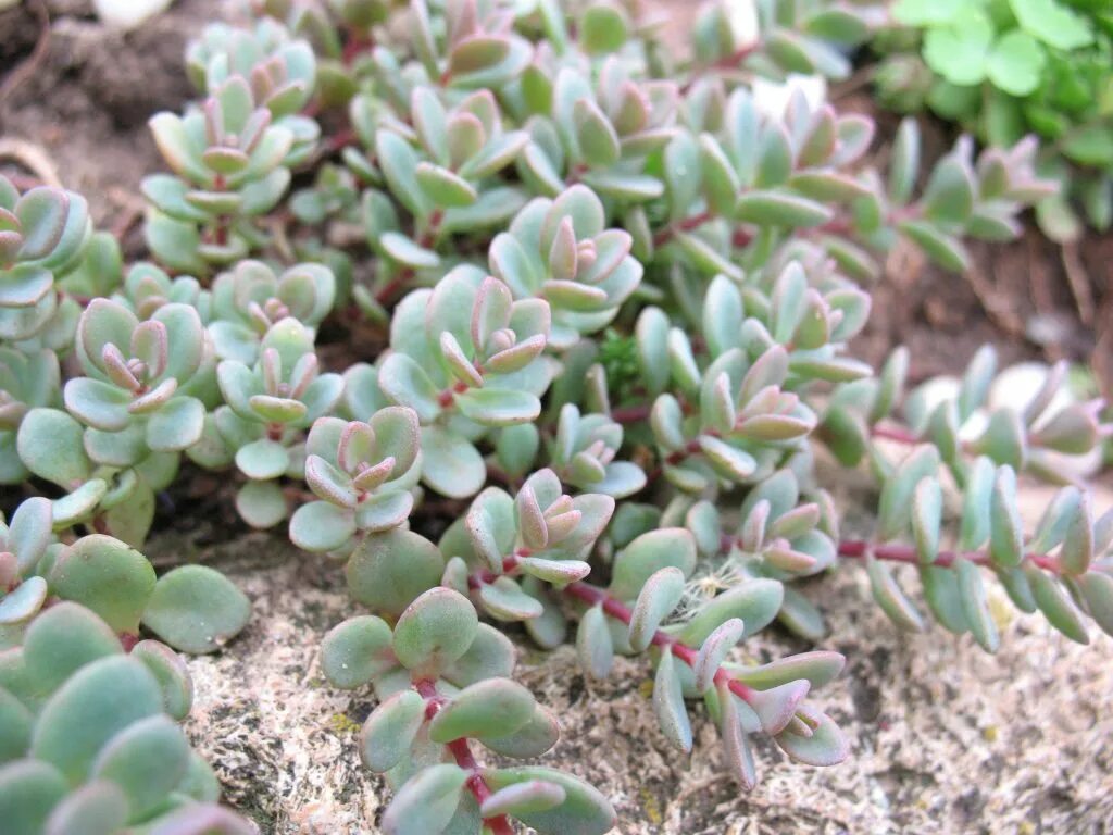 Очиток как зимует. Очиток эверса (sedum ewersii). седум (очиток) эверса. очиток почвопокровный эверса. седум эверса  sedum ewersii.