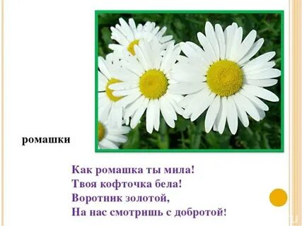 Ромашки 1 предложение