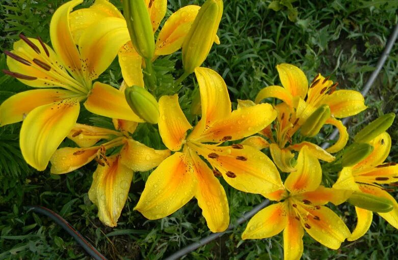 asiatic lily Asiatic lilies, Planting flowers, Sun plants