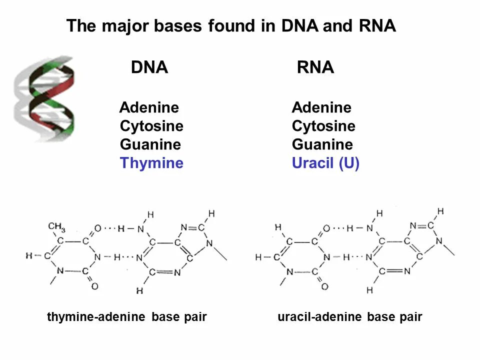 Аденин. Гуанин цитозин водородные связи. Аденин урацил связь. Урацил водородные связи.