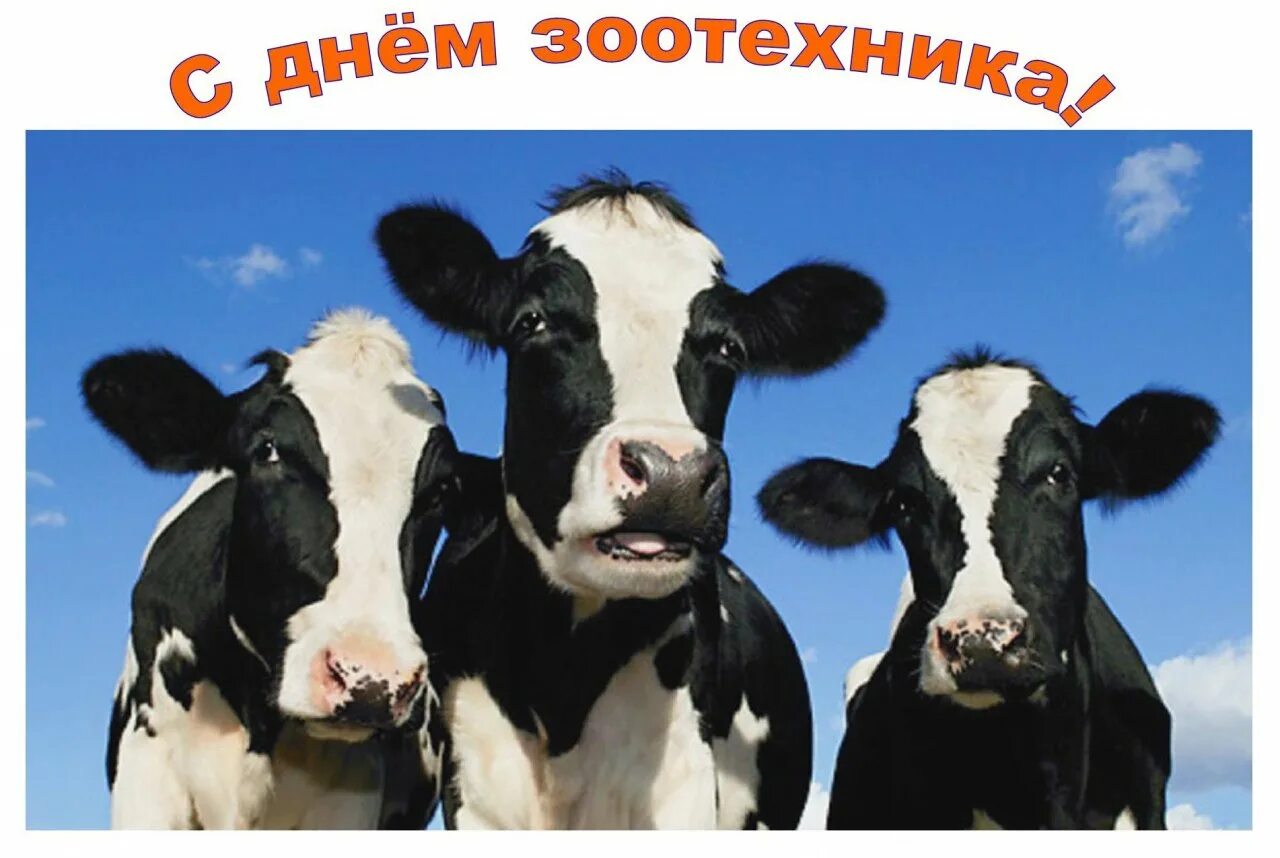 2 коровы в хозяйстве