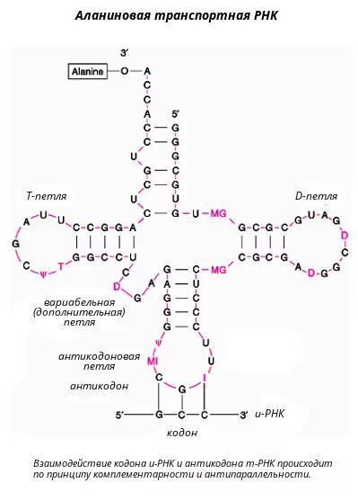 Строение т РНК биохимия. Строение транспортной РНК биохимия. Строение ТРНК биохимия. Структура ТРНК биохимия.