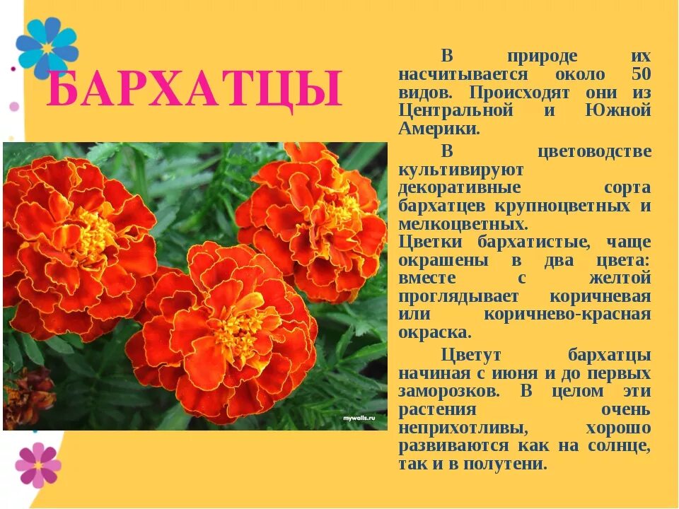 Бархатцы сколько раз плодоносит: найдено 87 картинок