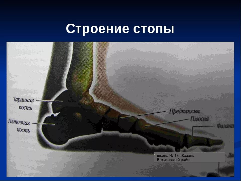 Стопа состоит из трех. Строение стопы. строение стопы человека. стопа ноги строение. ступня ноги строение.