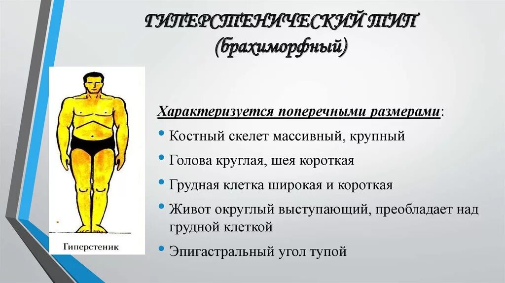 Тип телосложения гиперстеник. Гиперстенический тип телосложения. гиперстеник тип телосложения. брахиморфный тип телосложения. типы телосложений гипестентичесеий.
